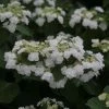 Hortensia - Hydrangea Macrophylla Wedding Gown -Promesse de Fleurs Magasin Hydrangea macrophylla Wedding Gown 81579 1