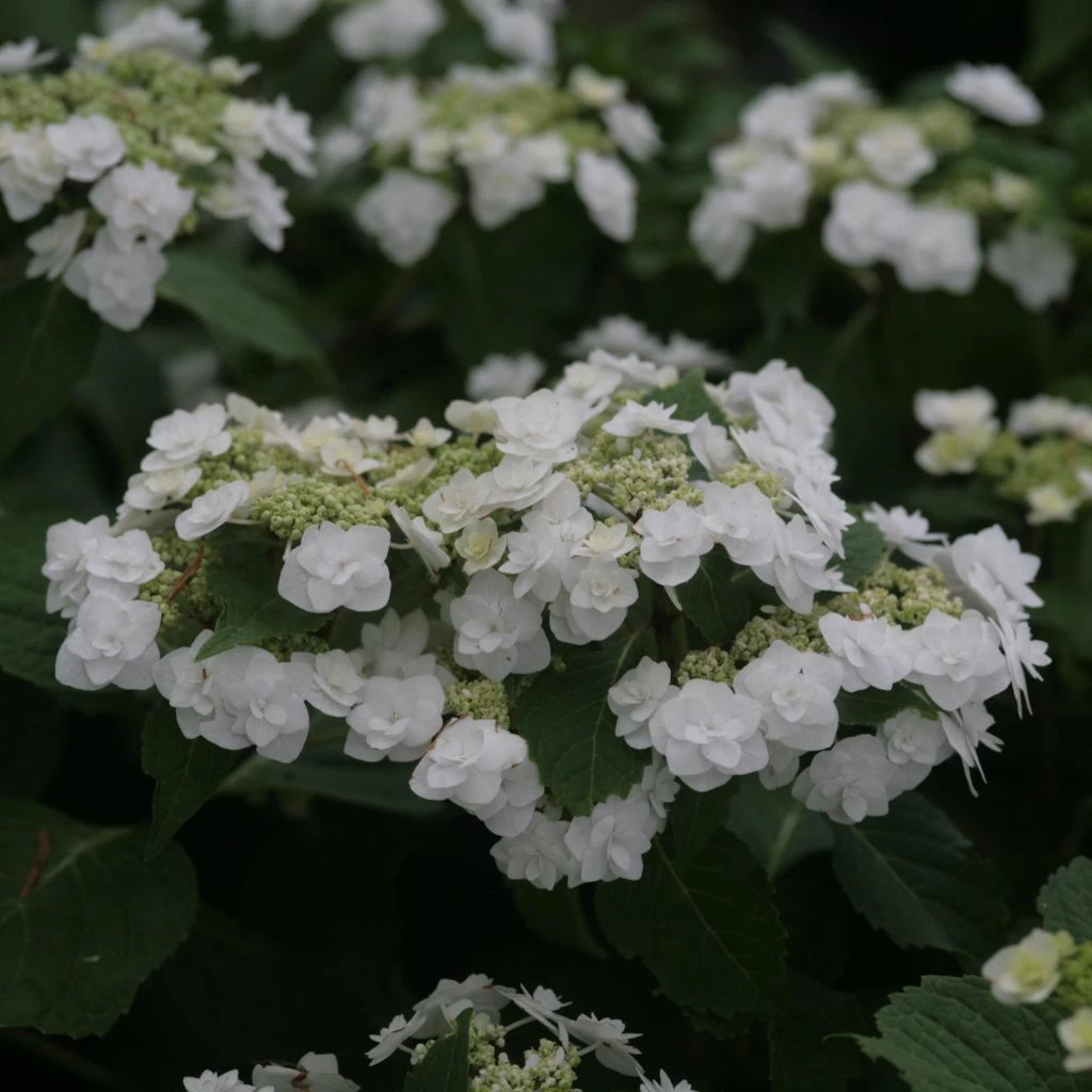 Hortensia - Hydrangea Macrophylla Wedding Gown 3 Hortensia - Hydrangea Macrophylla Wedding Gown