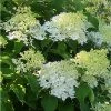 Hydrangea Paniculata Bombshell - Hortensia Paniculé 2 Hydrangea Paniculata Bombshell - Hortensia Paniculé -Promesse de Fleurs Magasin Hydrangea paniculata Bombshell 88330 1