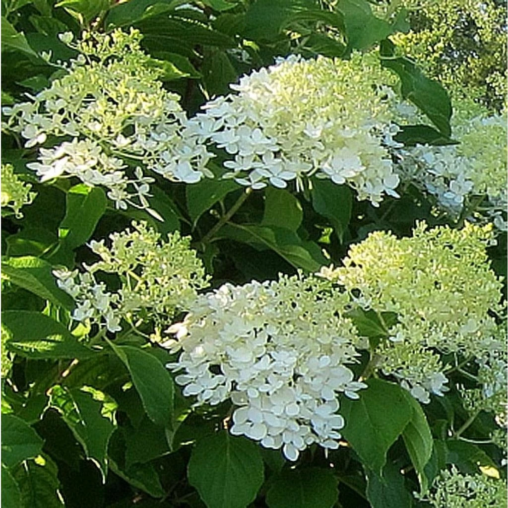 Hydrangea Paniculata Bombshell - Hortensia Paniculé 3 Hydrangea Paniculata Bombshell - Hortensia Paniculé
