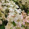 Hydrangea Paniculata Confetti - Hortensia Paniculé -Promesse de Fleurs Magasin Hydrangea paniculata Confetti copyright 17707 1
