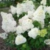 Hydrangea Paniculata Diamantino - Hortensia Paniculé