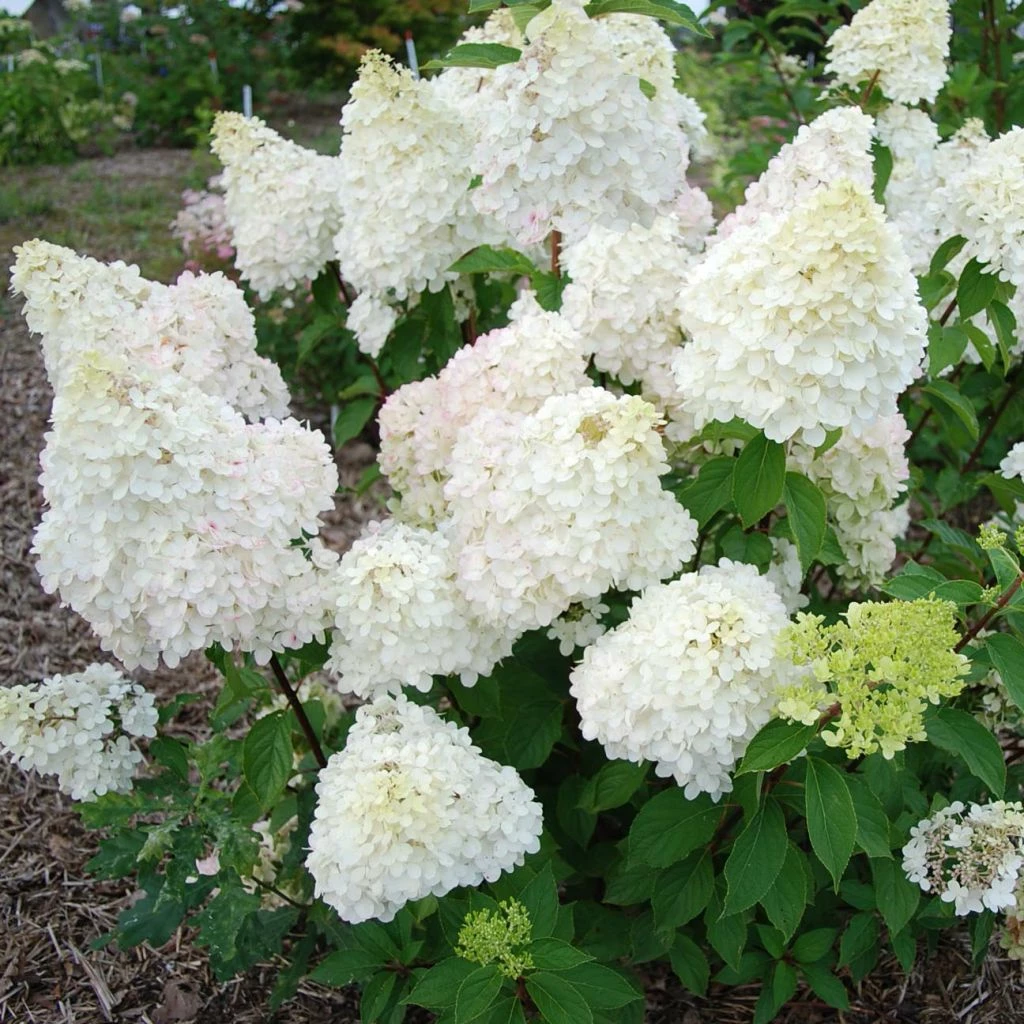 Hydrangea Paniculata Diamantino - Hortensia Paniculé 3 Hydrangea Paniculata Diamantino - Hortensia Paniculé