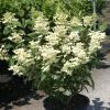 Hydrangea Paniculata Early Sensation - Hortensia Paniculé 1 Hydrangea Paniculata Early Sensation - Hortensia Paniculé -Promesse de Fleurs Magasin Hydrangea paniculata Early Sensation 7424 2