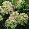 Hydrangea Paniculata Pastelgreen - Hortensia Paniculé 2 Hydrangea Paniculata Pastelgreen - Hortensia Paniculé -Promesse de Fleurs Magasin Hydrangea paniculata Pastelgreen 82575 1