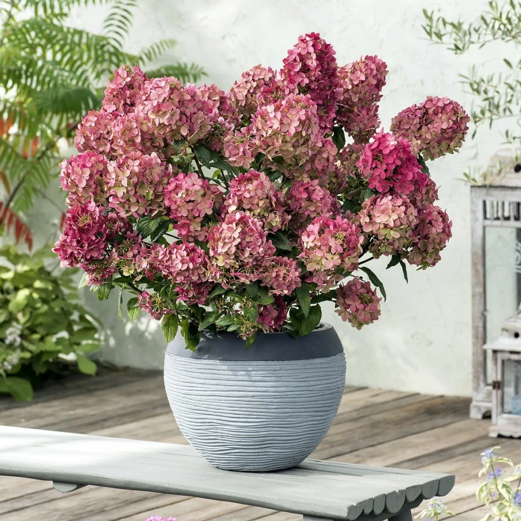 Hydrangea Paniculata Petite Star - Hortensia Paniculé 3 Hydrangea Paniculata Petite Star - Hortensia Paniculé