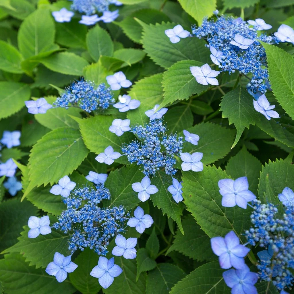 Hortensia Serrata Annie's Blue 3 Hortensia Serrata Annie's Blue
