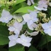 Hortensia - Hydrangea Serrata Blue Deckle -Promesse de Fleurs Magasin Hydrangea serrata Blue Deckle 781674 1