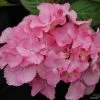 Hortensia - Hydrangea Serrata Cap Sizun -Promesse de Fleurs Magasin Hydrangea serrata Cap Sizun 0559002 1 1