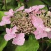 Hortensia - Hydrangea Serrata Graciosa -Promesse de Fleurs Magasin Hydrangea serrata Graciosa 781675 1