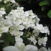 Hortensia - Hydrangea Serrata Hakucho -Promesse de Fleurs Magasin Hydrangea serrata Hakucho 0557002 1