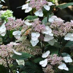 Hortensia - Hydrangea Serrata Intermedia