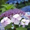 Hortensia - Hydrangea Serrata Klaveren 2 Hortensia - Hydrangea Serrata Klaveren -Promesse de Fleurs Magasin Hydrangea serrata Klaveren 67848 1