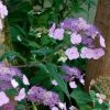 Hortensia - Hydrangea Serrata Oamacha -Promesse de Fleurs Magasin Hydrangea serrata Oamacha 87107 1