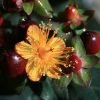 Hypericum Inodorum Magical Universe - Millepertuis 1 Hypericum Inodorum Magical Universe - Millepertuis -Promesse de Fleurs Magasin Hypericum x inodorum Magical Universe 84104 1