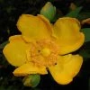 Millepertuis - Hypericum (x) Moserianum 2 Millepertuis - Hypericum (x) Moserianum -Promesse de Fleurs Magasin Hypericum x moserianum 84106 1