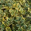 Houx Panaché - Ilex Golden King -Promesse de Fleurs Magasin ILEX ALTACLERENSIS GOLDEN KING 781728 1