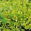 Houx Crénelé - Ilex Crenata Golden Gem -Promesse de Fleurs Magasin ILEX CRENATA GOLDEN GEM 781727 1