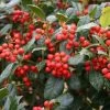 Houx D'ornement - Ilex Nellie R. Stevens -Promesse de Fleurs Magasin Ilex Nellie R Stevens ld littlegemtrees 781638 1