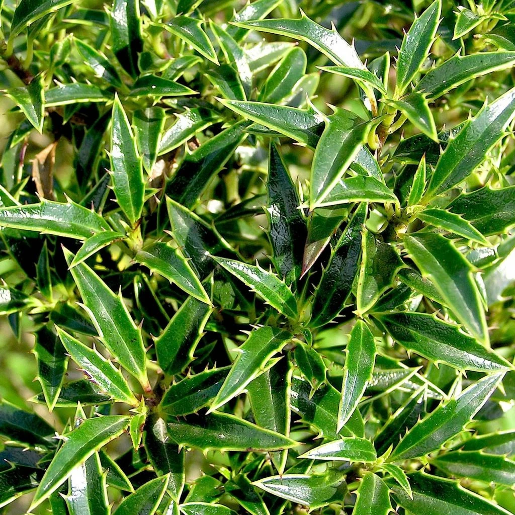 Houx à Feuilles De Myrte - Ilex Aquifolium Myrtifolia 3 Houx à Feuilles De Myrte - Ilex Aquifolium Myrtifolia