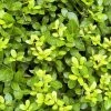 Houx Crénelé - Ilex Crenata Blondie -Promesse de Fleurs Magasin Ilex crenata Blondie 781726 1
