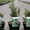 Ilex Crenata Chat'o - Houx Crénelé -Promesse de Fleurs Magasin Ilex crenata Chat o 87392 1