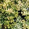 Houx Crénelé - Ilex Crenata Convexed Gold -Promesse de Fleurs Magasin Ilex crenata Convexed Gold 100259 1