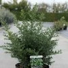 Ilex Crenata Stokes - Houx Crénelé Nain 1 Ilex Crenata Stokes - Houx Crénelé Nain -Promesse de Fleurs Magasin Ilex crenata Stokes 87481 1