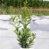 Ilex Maximowicziana Kanehirae - Houx Mutchagara 2 Ilex Maximowicziana Kanehirae - Houx Mutchagara -Promesse de Fleurs Magasin Ilex maximowicziana Kanehirae 85037 1
