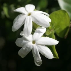Jasmin Officinal - Jasminum Officinale Affinis