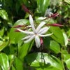 Jasminum Nitidum - Jasmin -Promesse de Fleurs Magasin Jasminum nitidum 89985 1