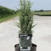 Juniperus Communis Arnold - Genévrier Commun -Promesse de Fleurs Magasin Juniperus communis Arnold 84115 1