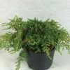 Juniperus Communis Hornibrookii - Genévrier Commun -Promesse de Fleurs Magasin Juniperus communis Hornibrookii 652002 1