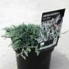 Genévrier Rampant - Juniperus Horizontalis Icee Blue 2 Genévrier Rampant - Juniperus Horizontalis Icee Blue -Promesse de Fleurs Magasin Juniperus horizontalis Icee Blue 88126 1
