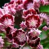 Kalmia Latifolia Bull's Eye - Laurier Des Montagnes Rouge Et Blanc -Promesse de Fleurs Magasin Kalmia latifolia Bulls Eye 781981 1