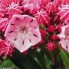 Kalmia Latifolia Ewa - Laurier Des Montagnes Rose Pâle Veiné De Pourpre -Promesse de Fleurs Magasin Kalmia latifolia Ewa 781988 1