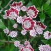 Kalmia Latifolia Galaxy - Laurier Des Montagnes 1 Kalmia Latifolia Galaxy - Laurier Des Montagnes -Promesse de Fleurs Magasin Kalmia latifolia Galaxy Laurier des montagnes a fleurs lie de vie et blanc 16336 1