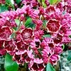 Kalmia Latifolia Heart's Desire - Laurier Des Montagnes Rouge Et Blanc -Promesse de Fleurs Magasin Kalmia latifolia Hearts Desire 781986 1