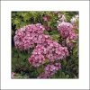 Kalmia Latifolia Otsbo Red - Laurier Des Montagnes Rouge Et Rose Vif. -Promesse de Fleurs Magasin Kalmia latifolia Ostbo Red 83153 1