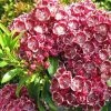 Kalmia Latifolia Pinwheel - Laurier Des Montagnes -Promesse de Fleurs Magasin Kalmia latifolia Pinwheel Laurier des montagnes 16337 1
