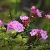 Kalmia Polifolia - Laurier Des Montagnes à Feuilles D'andromède -Promesse de Fleurs Magasin Kalmia polifolia 84124 1