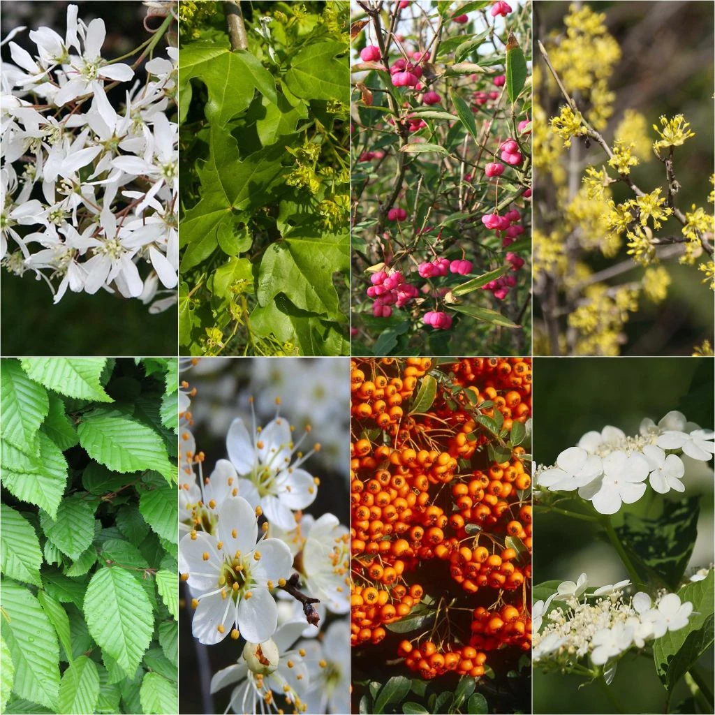 Kit 10 M De Haie écologique Pour Grands Jardins 3 Kit 10 M De Haie écologique Pour Grands Jardins