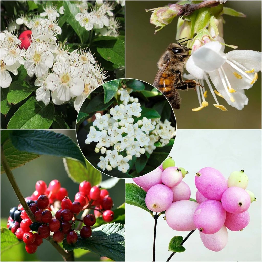 Kit 5 M Haie écologique Pour Petits Jardins 3 Kit 5 M Haie écologique Pour Petits Jardins