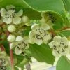 Kiwaï Nostino Mâle - Actinidia Arguta -Promesse de Fleurs Magasin Kiwai Nostino male Actinidia arguta 82691 1
