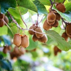 Kiwi Autofertile Herma - Actinidia Chinensis - Actinidia Deliciosa
