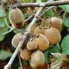 Kiwi Solissimo Bio - Actinidia Deliciosa -Promesse de Fleurs Magasin Kiwi autofertile Solissimo IF 16414 1