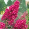 Lagerstroemia Indica Summer Charm Tonto - Lilas Des Indes -Promesse de Fleurs Magasin LAGERSTROEMIA TONTO 781738 1