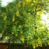 Laburnum Watereri Vossii - Cytise Pluie D'or 1 Laburnum Watereri Vossii - Cytise Pluie D'or -Promesse de Fleurs Magasin Laburnum watereri Vossii 781640 1