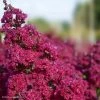 Lagerstroemia Braise D'Eté - Lilas Des Indes -Promesse de Fleurs Magasin Lagerstroemia Braise d Ete 84468 1