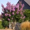 Lagerstroemia Lilac Grand Sud - Lilas Des Indes. 2 Lagerstroemia Lilac Grand Sud - Lilas Des Indes. -Promesse de Fleurs Magasin Lagerstroemia Lilac Grand Sud 84469 1